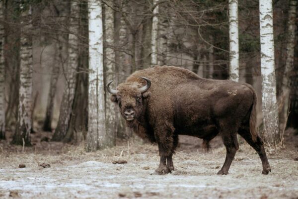 Le Bison Échevelé : Une Menace pour la Paix Mondiale